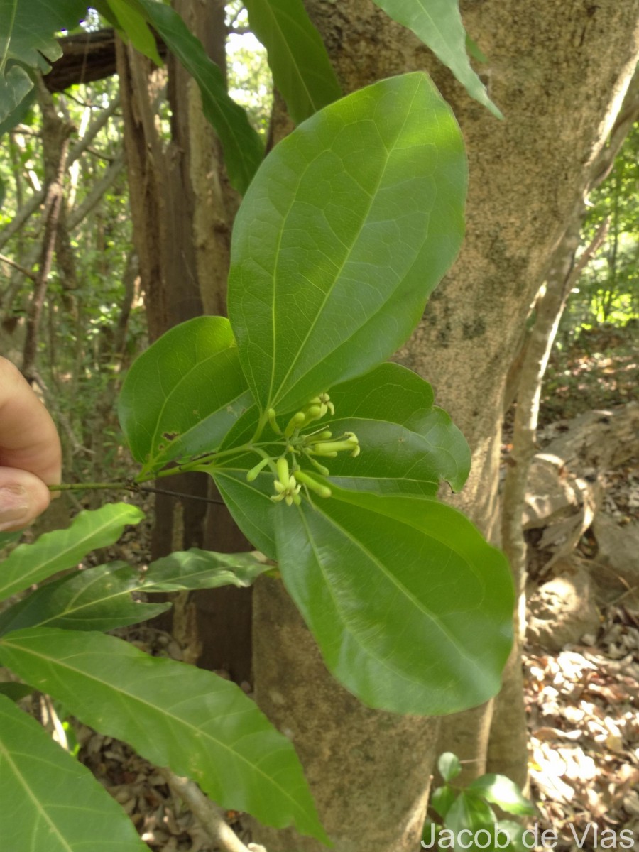 Strychnos nux-vomica L.